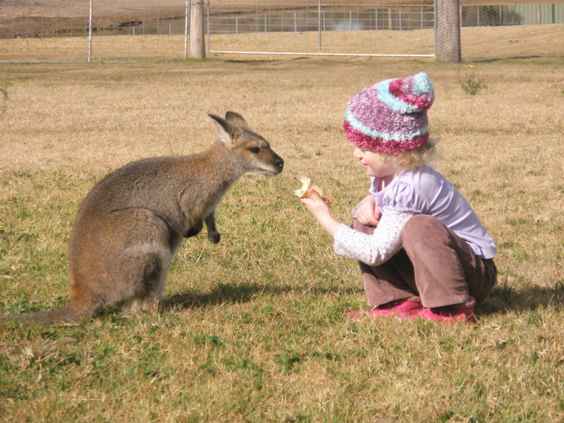 Feeding-a-swamp-wallaby-at-Hunter-Valley-NSW-Australia