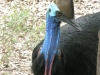 A cassowary in North Queensland