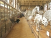 Inside-galerie-de-paléontologie-et-d’anatomie-comparée-Paris 