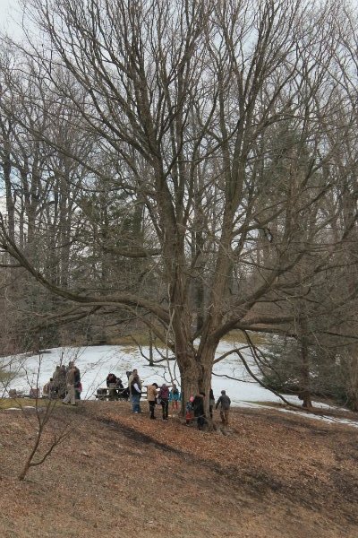 A happy crowd inspecting maple sugar tapping and boiling happening on site at Reeves-Reed Arboretum in Summit NJ