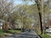 spring-in-new-jersey-local-Montclair-streets