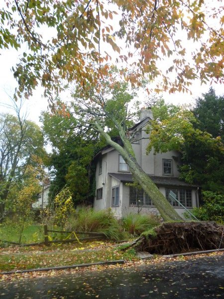 Tree-damage-from-a-storm-in-New-Jersey