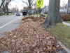 Leaf-litter-from-New-Jersey-trees