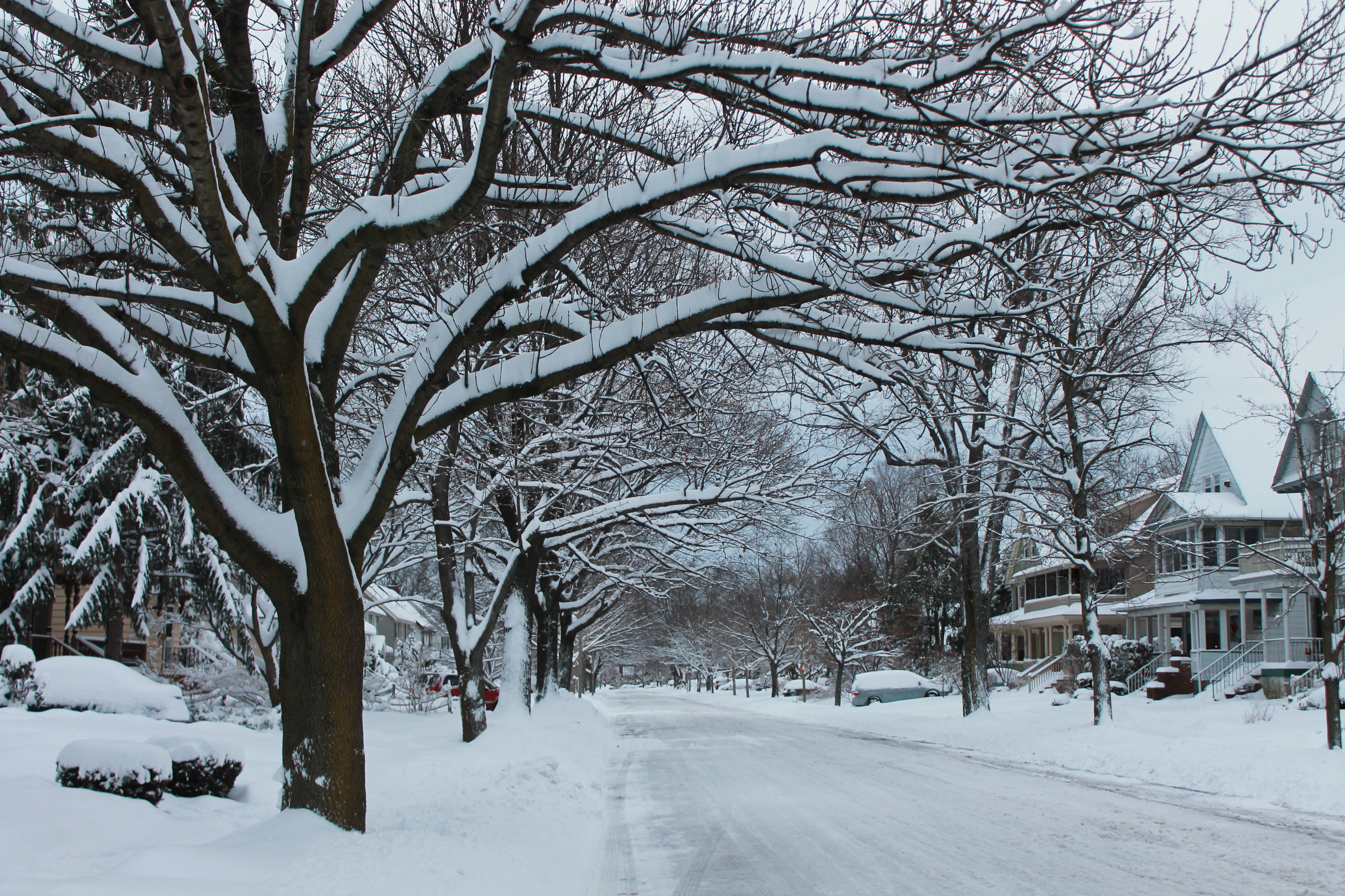 snow-covered-avenue-of-trees-New-Jersey