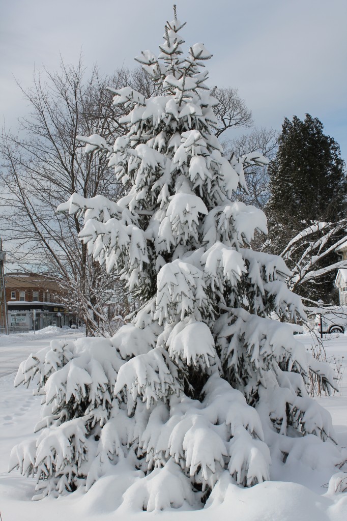 snow-covered-christmas-pine-tree-in-New-Jersey