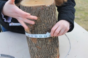 measuring-a-maple-tree-for-maple-sugaring-new-jersey