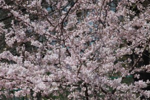 cherry-blossoms-branch-brook-park-new-jersey