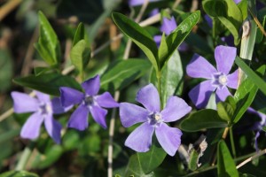 periwinkle-flower-spring-new-jersey