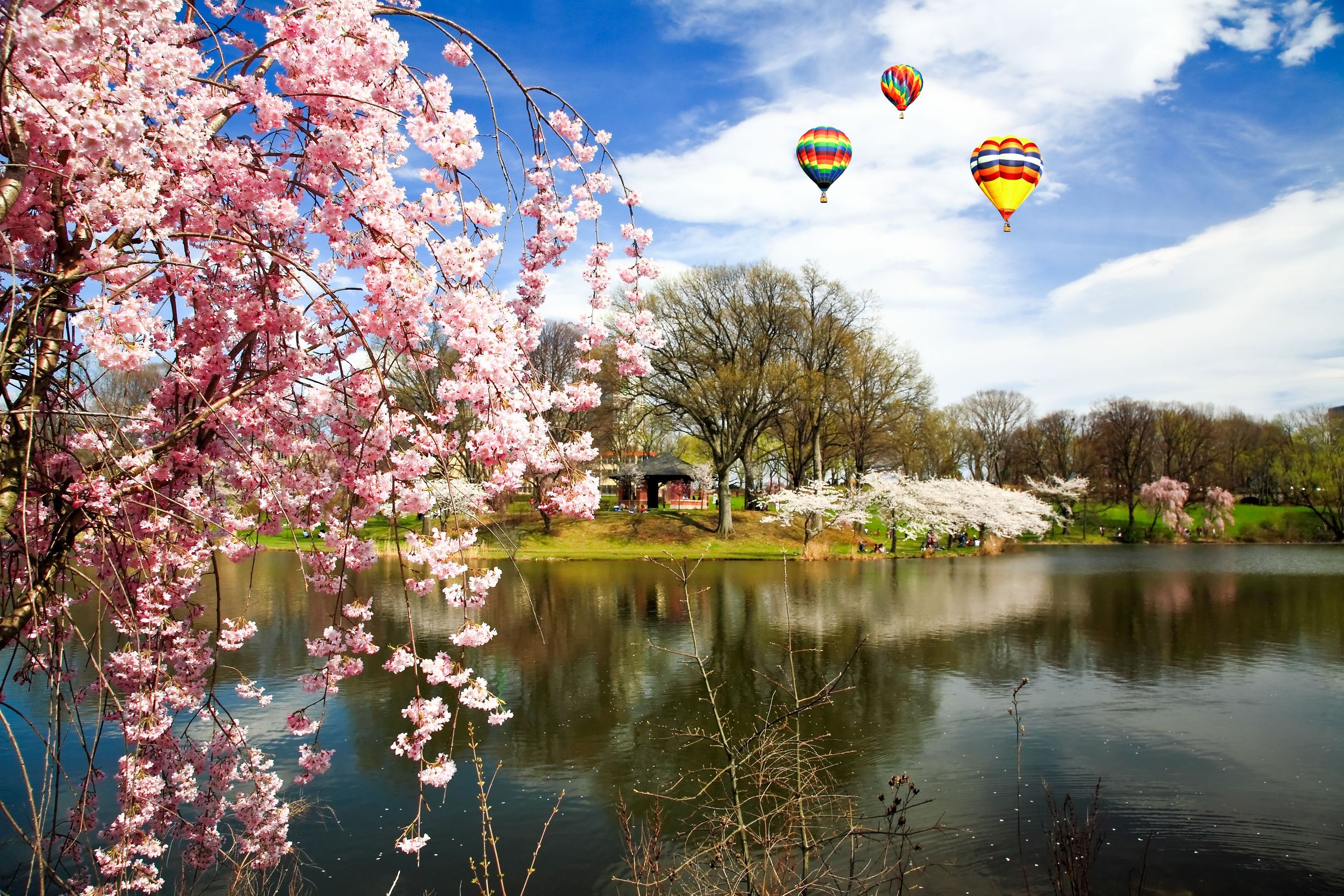 Cherry-Blossom-Festival-Branch-Brook-Park-NJ-April
