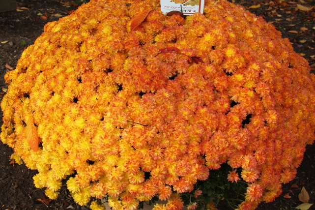 double-colored-mums-flowers-fall-NJ
