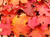 Maple-leaves-Madison-NJ
