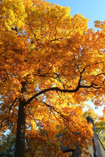 Golden-fall-foliage-Montclair-NJ