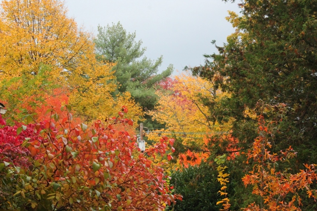 Fall-foliage-trees-montclair-NJ